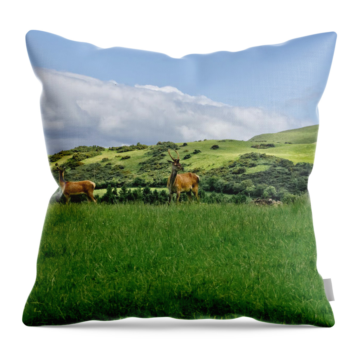 Beecraigs Throw Pillow featuring the photograph On the look-out. by Elena Perelman