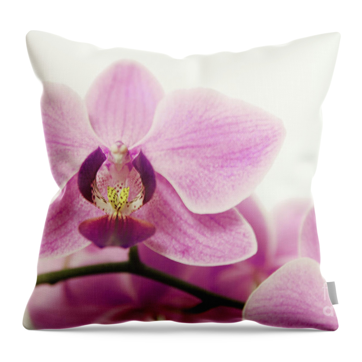 Orchid Throw Pillow featuring the photograph orchid III by Hannes Cmarits