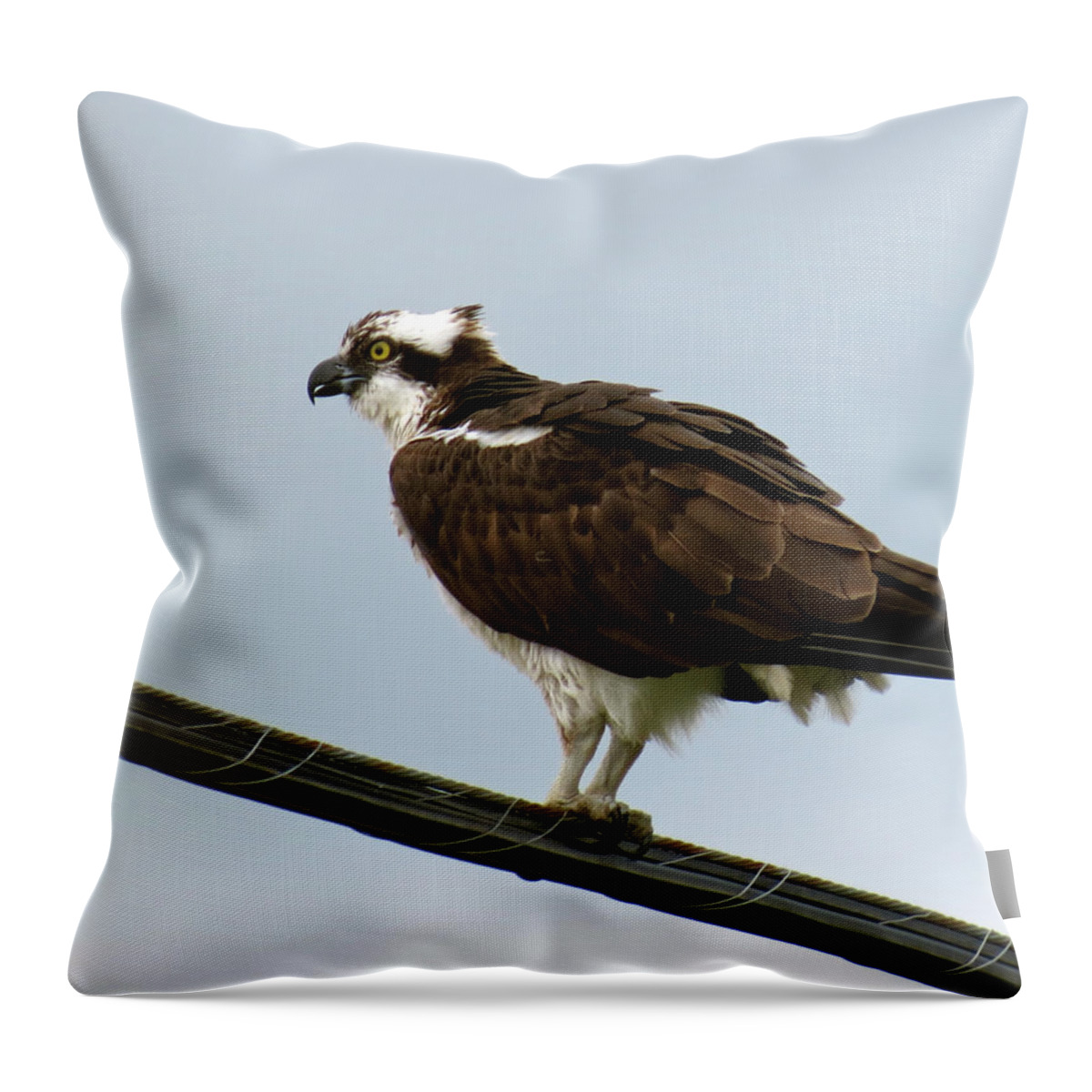 Bird Throw Pillow featuring the photograph Osprey by Azthet Photography