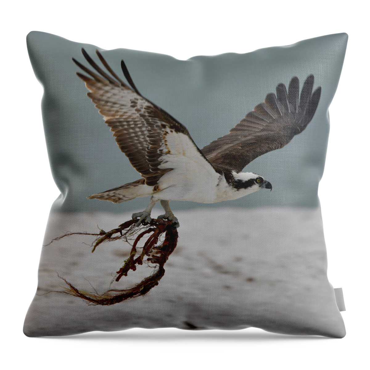 Osprey Throw Pillow featuring the photograph Osprey Flying with Seaweed by Artful Imagery