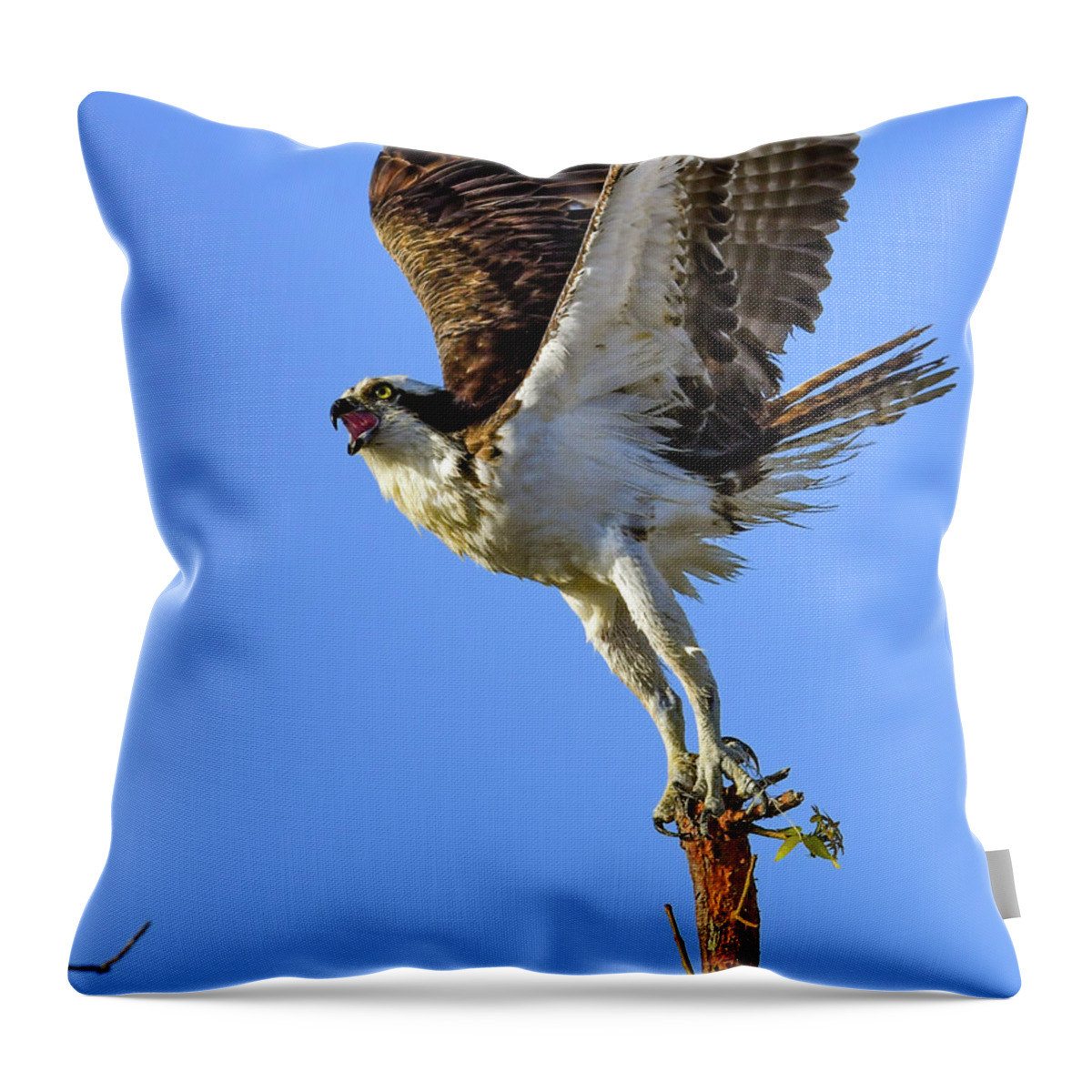 Osprey Throw Pillow featuring the photograph Osprey Reaching for the Sky by Artful Imagery