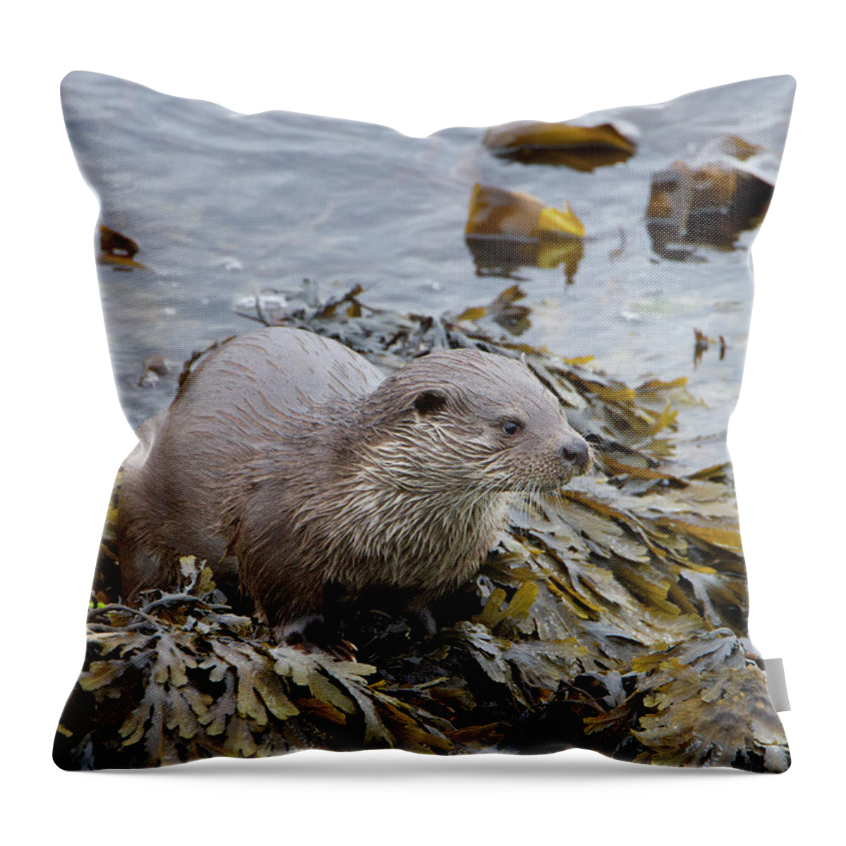 Otter Throw Pillow featuring the photograph Otter On Seaweed by Pete Walkden