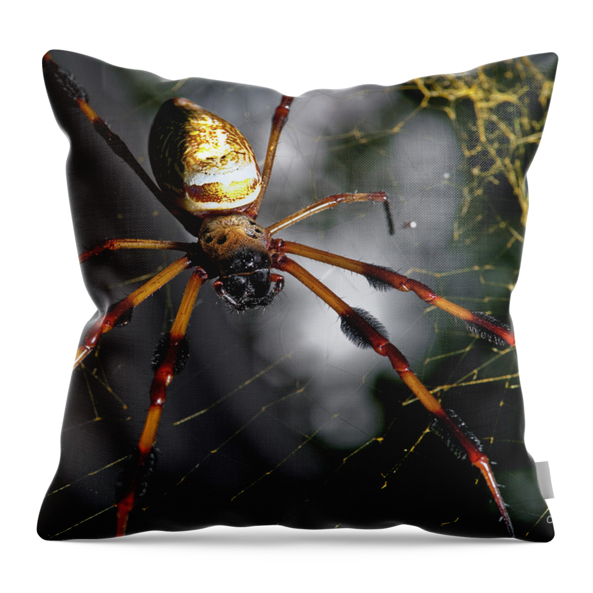 Spider Throw Pillow featuring the photograph Out Of The Dark by Christopher Holmes