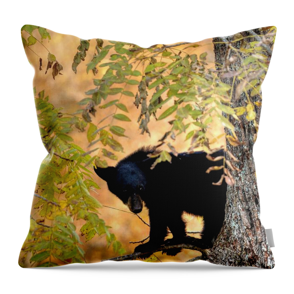 Black Bear Throw Pillow featuring the photograph Out On A Limb by Carol Montoya