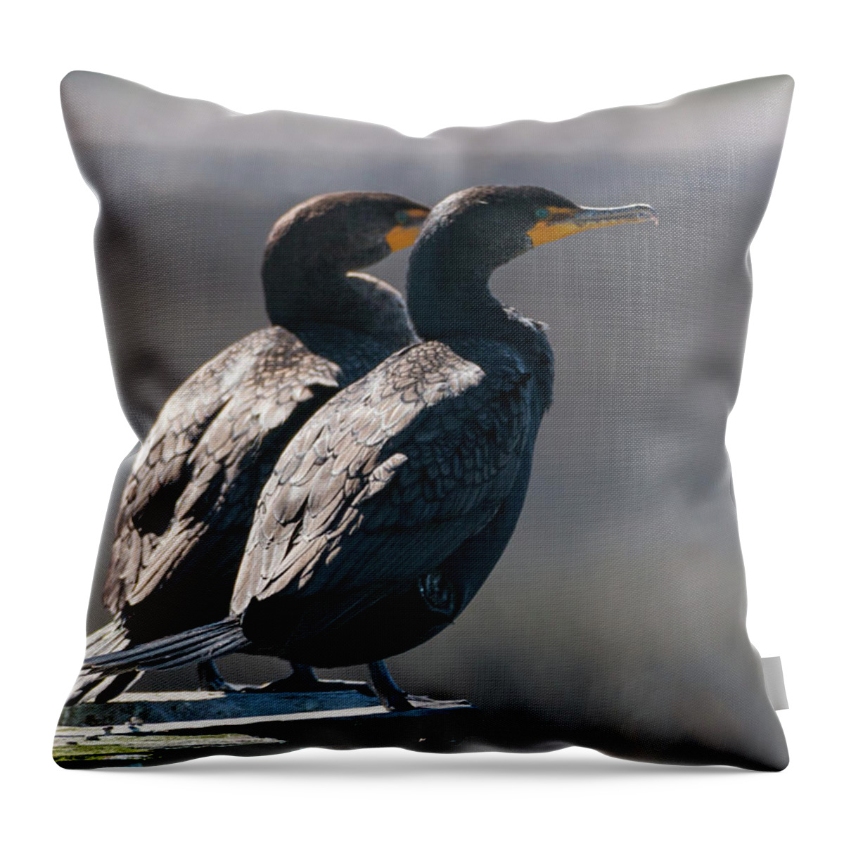 Double-crested Cormorant Throw Pillow featuring the photograph Pair Double-Crested Cormorant 3 March 2018 by D K Wall