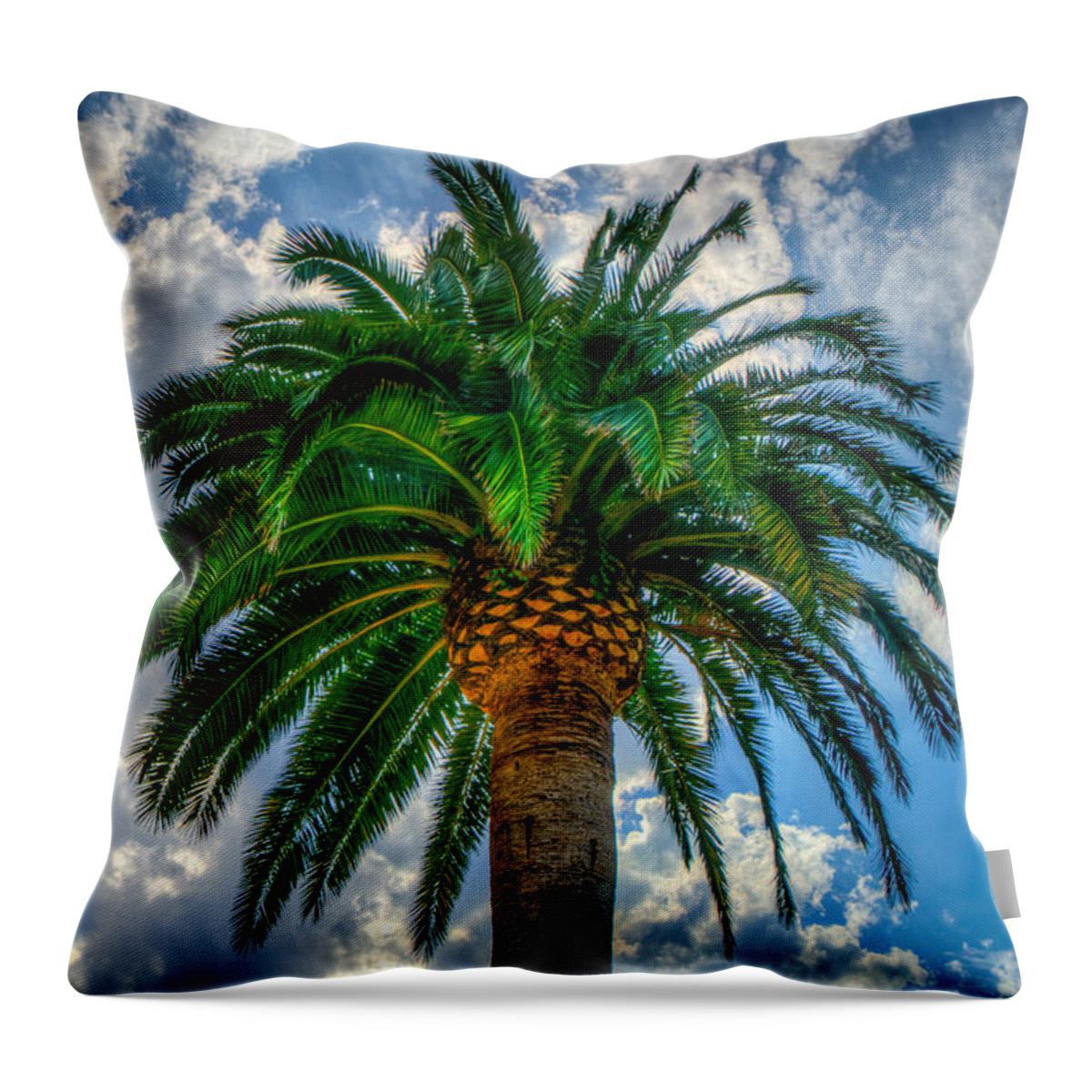 Palm Tree Throw Pillow featuring the photograph Palm by Derek Dean