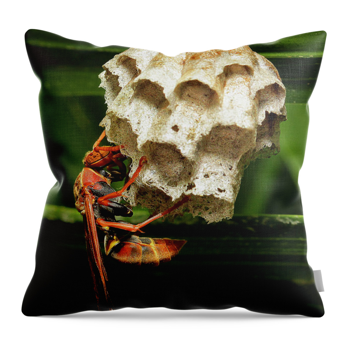 Paper Wasps Throw Pillow featuring the photograph Paper wasps 00666 by Kevin Chippindall
