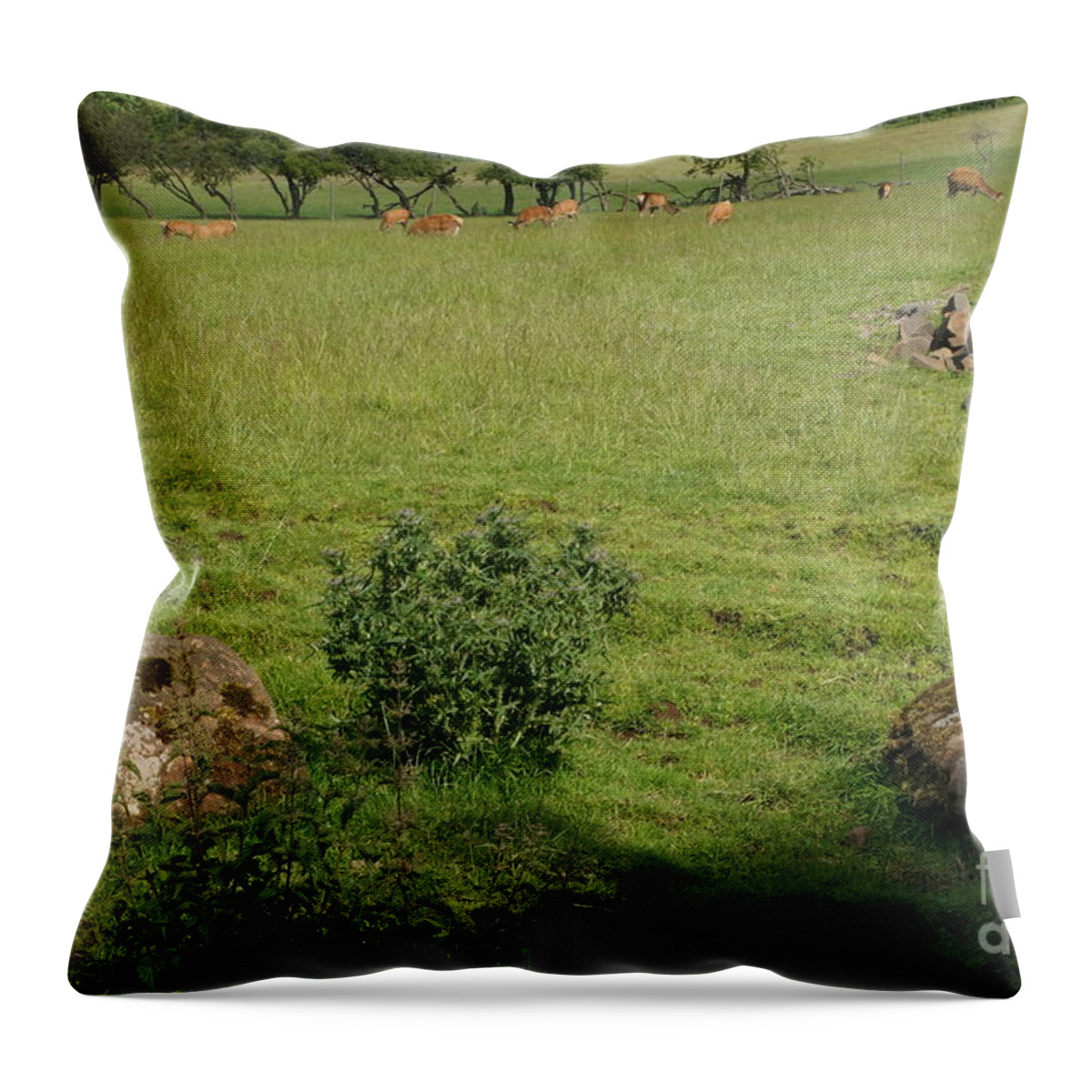 Beecraigs Throw Pillow featuring the photograph Pasture. by Elena Perelman