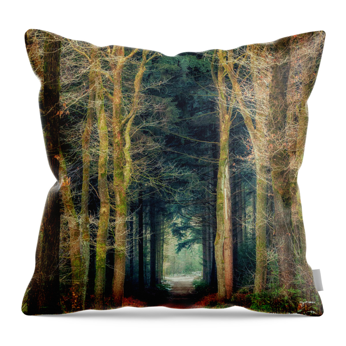 Bergherbos Throw Pillow featuring the photograph Path through Bergherbos forest by Tim Abeln