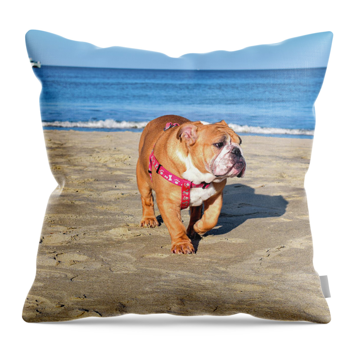 Ocean Throw Pillow featuring the photograph Peanut on the Beach by Nicole Lloyd
