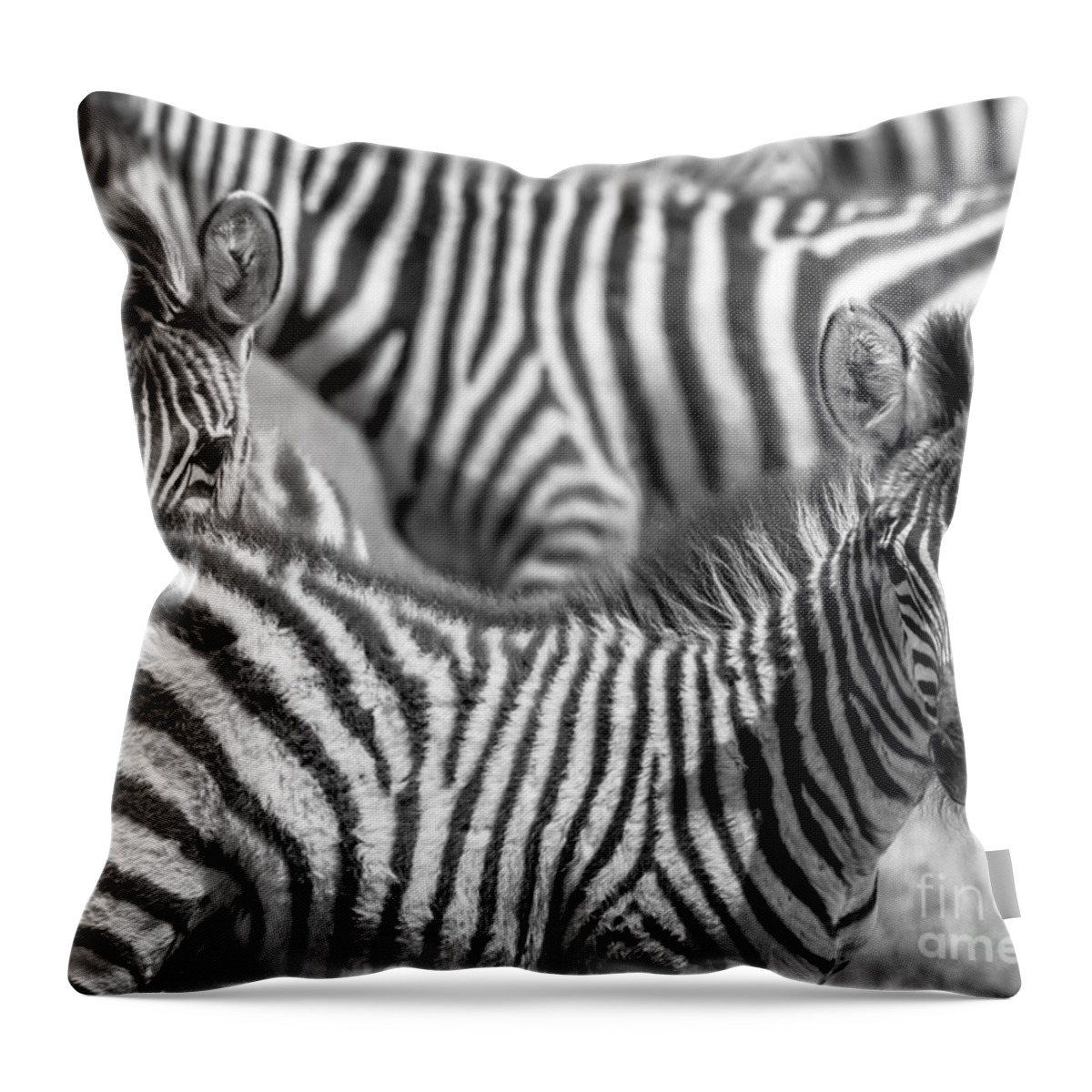 Africa Throw Pillow featuring the photograph Peek a Boo Zebra by Chris Scroggins