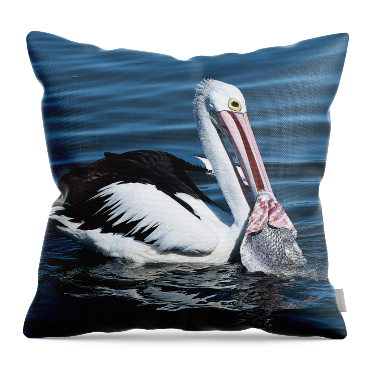 Pelican Photography Throw Pillow featuring the photograph Pelican fishing 6661 by Kevin Chippindall