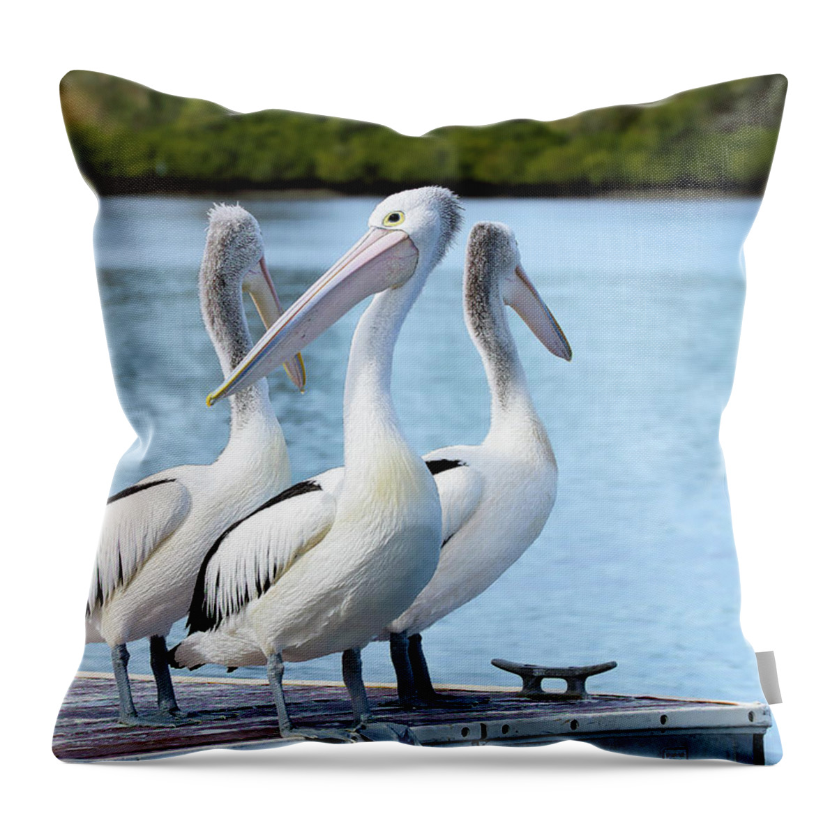 Pelicans Australia Throw Pillow featuring the photograph Pelicans 6663. by Kevin Chippindall