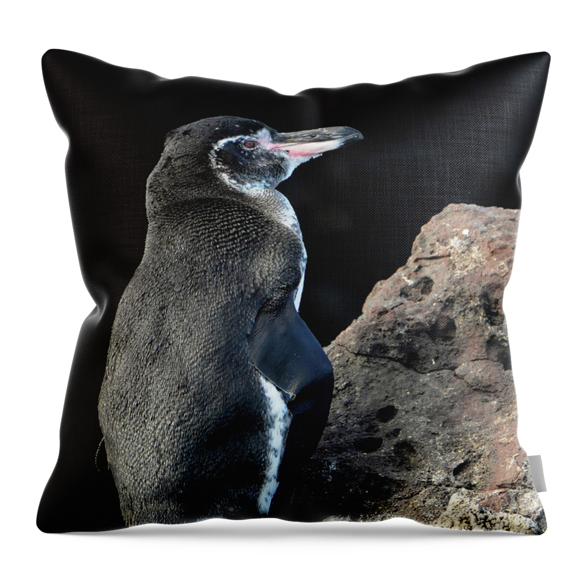 Penguin Throw Pillow featuring the photograph Penguin in Galapagos by Ted Keller