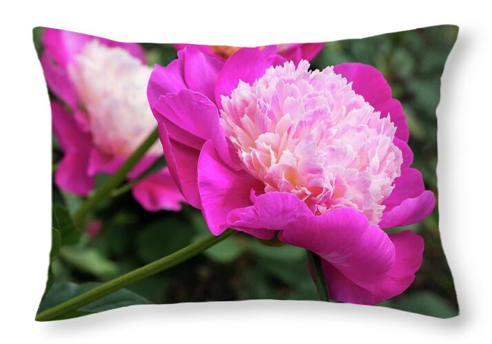 Peony Throw Pillow featuring the photograph Peony by Chris Berrier