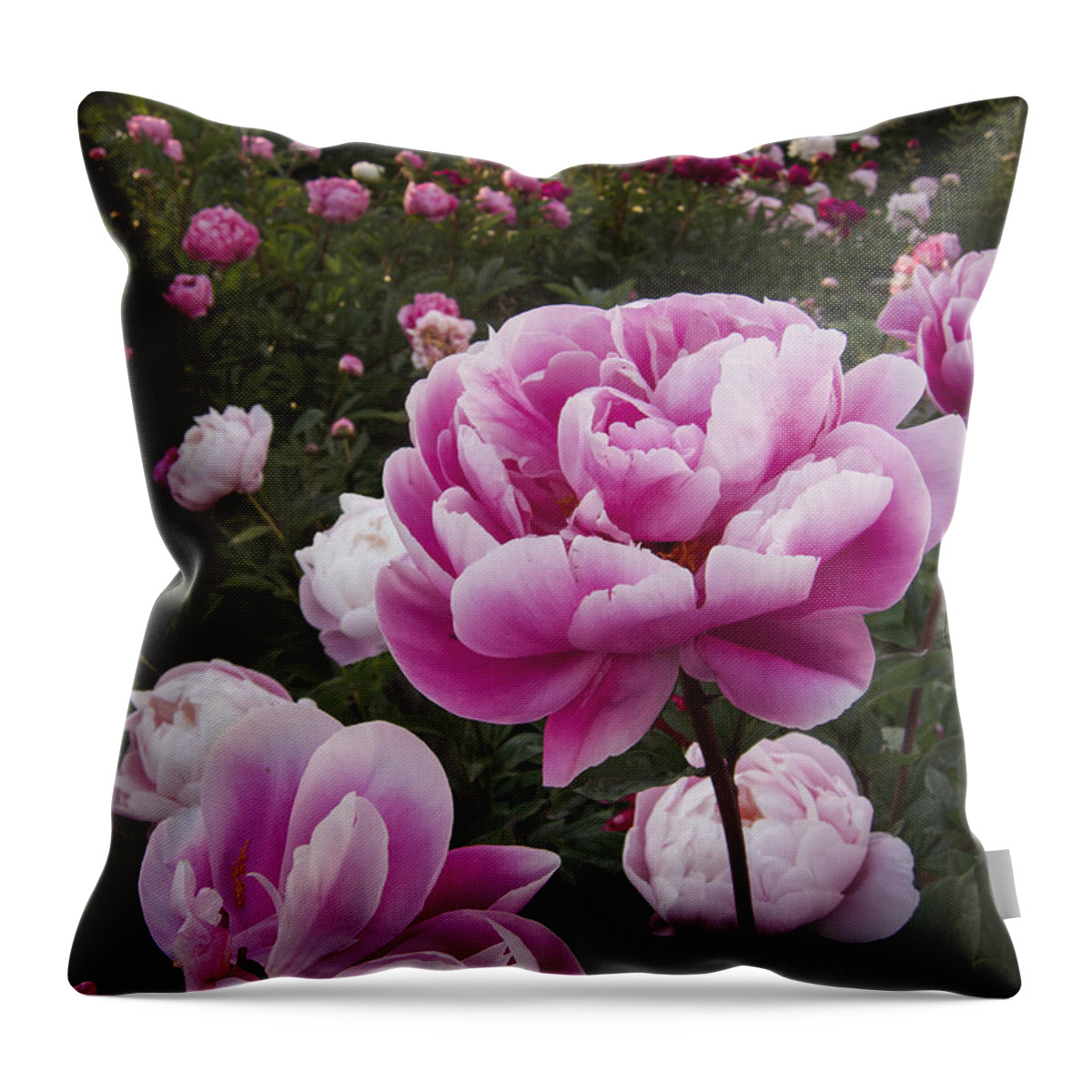 Flowers Throw Pillow featuring the photograph Peony Field by Mary Lee Dereske