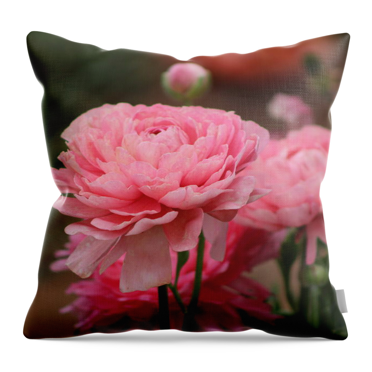 Pink Ranunculus Throw Pillow featuring the photograph Peony Pink Ranunculus Closeup by Colleen Cornelius