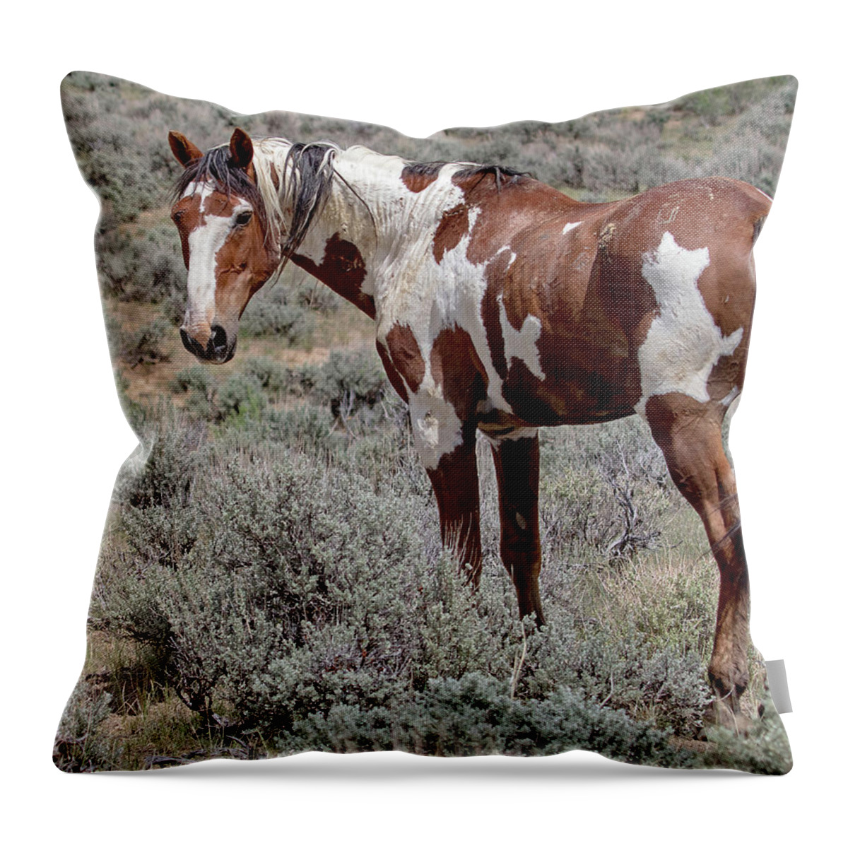 Picasso Throw Pillow featuring the photograph Picasso of Sand Wash Basin #2 by Mindy Musick King