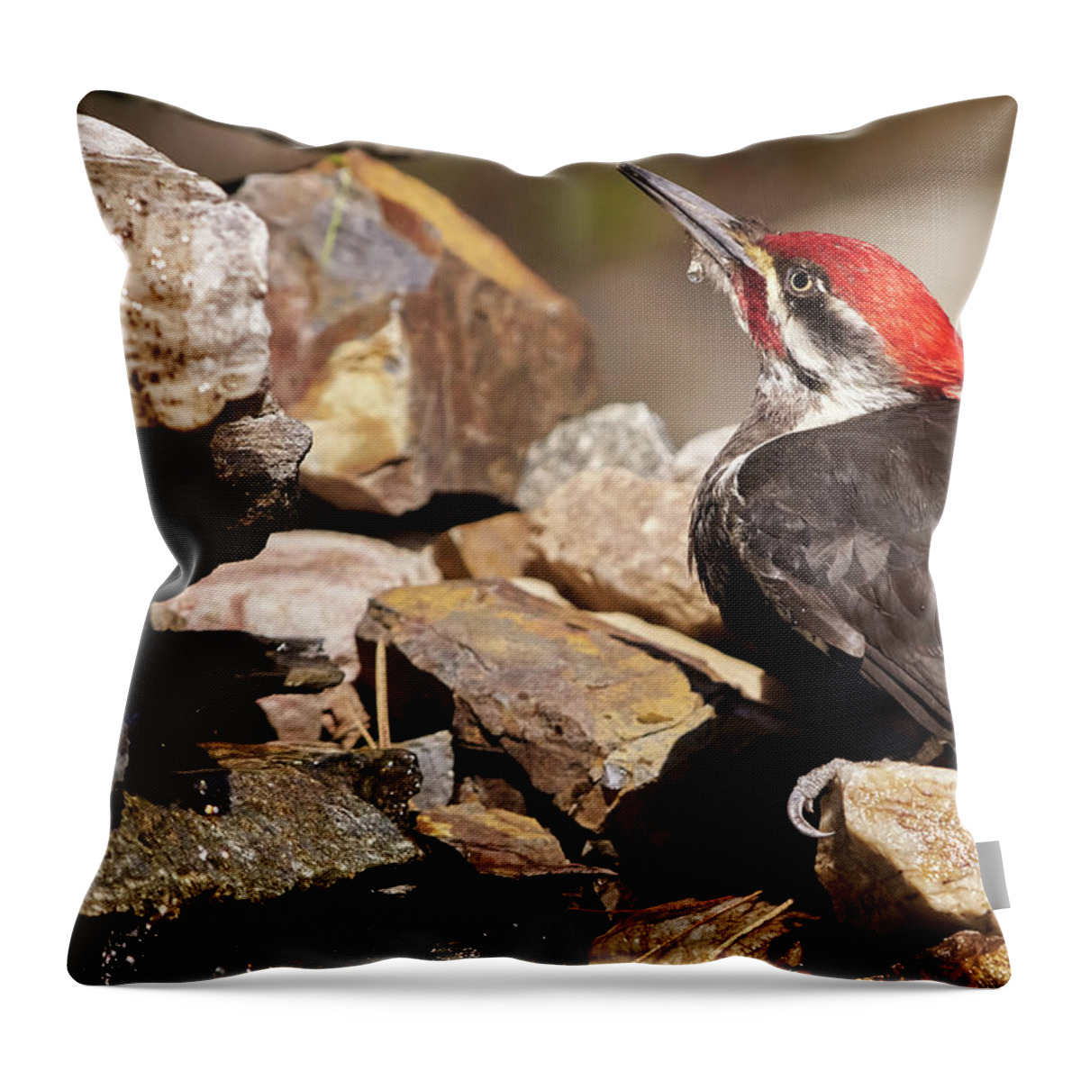 Bird Throw Pillow featuring the photograph Pileated Woodpecker2 by Loni Collins