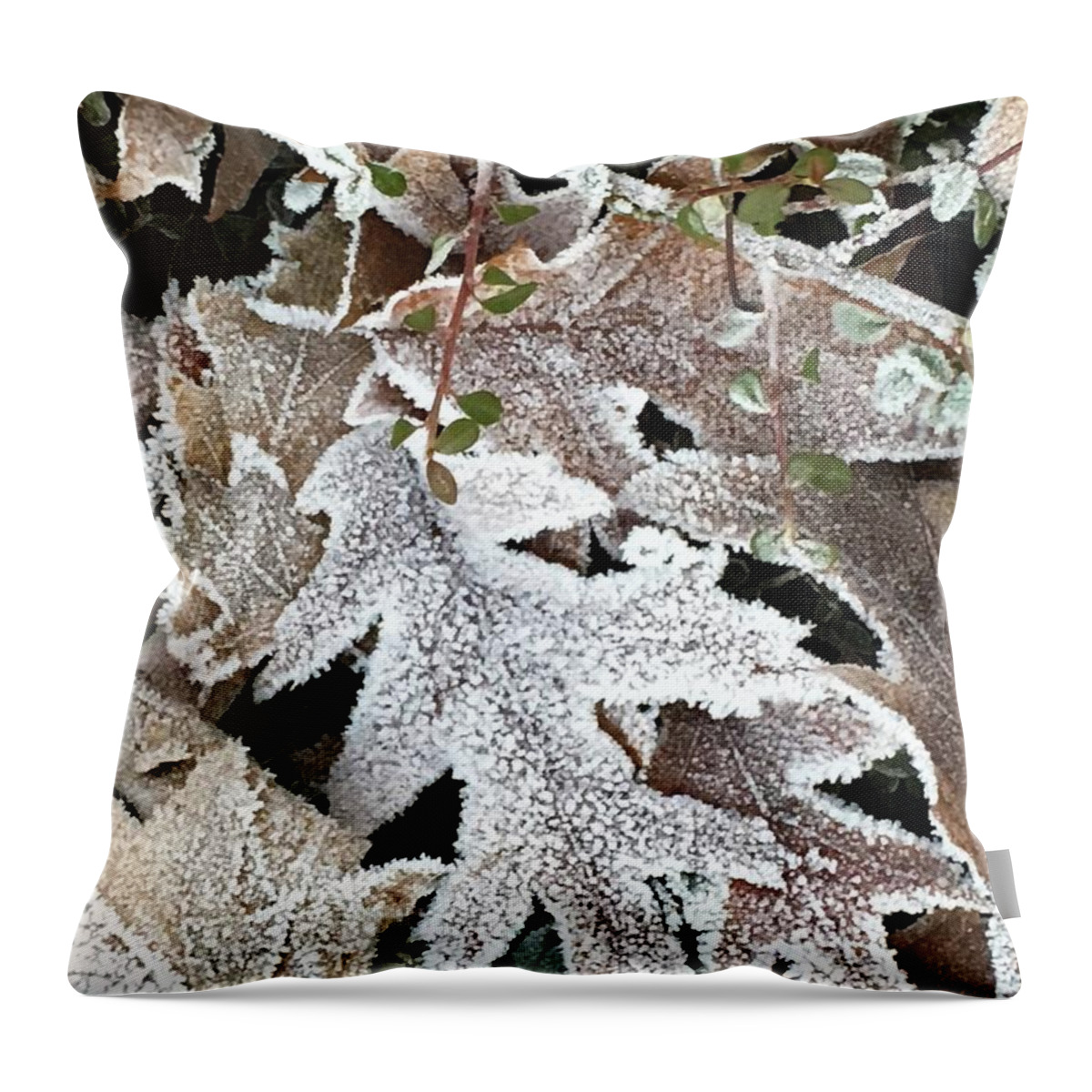 Pin Oak Throw Pillow featuring the photograph Pin Oak Leaves 2 by Kathryn Alexander MA