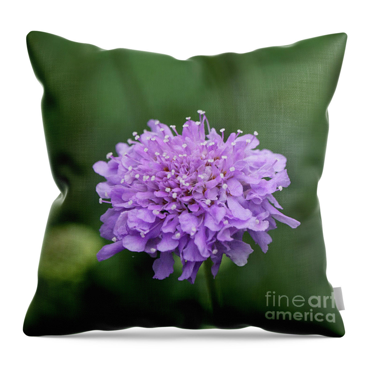 Pincushion Throw Pillow featuring the photograph Pinchsion Flower by Robert E Alter Reflections of Infinity