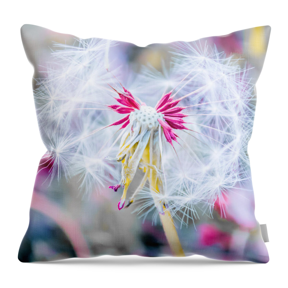 Pink Throw Pillow featuring the photograph Pink Dandelion by Parker Cunningham