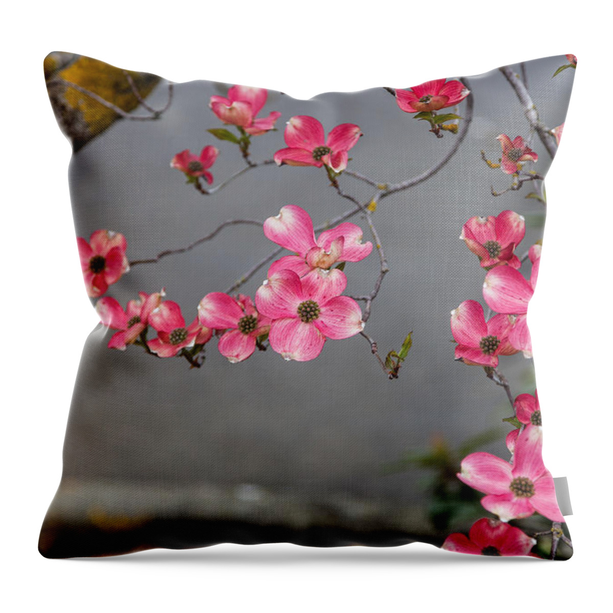 Bellingham Throw Pillow featuring the photograph Pink Dogwoods by Judy Wright Lott