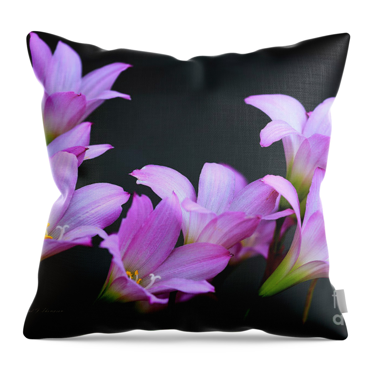 Zephyranthes Throw Pillow featuring the photograph Pink Fairy Lilies by Richard J Thompson