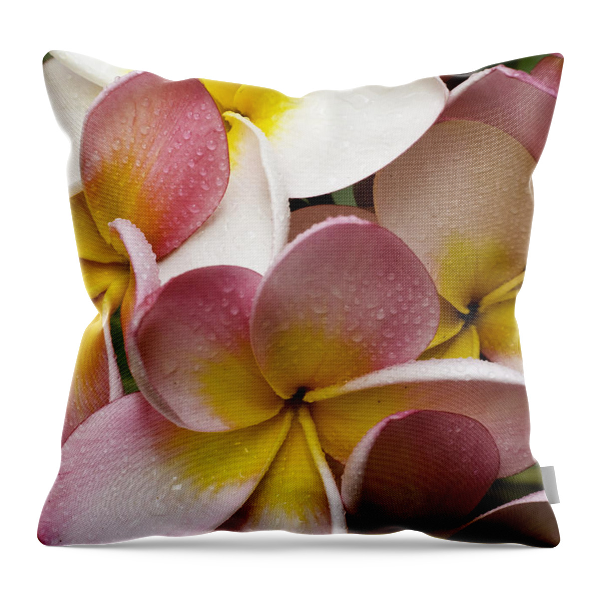Pink Frangipani Throw Pillow featuring the photograph Pink frangipani by Sheila Smart Fine Art Photography