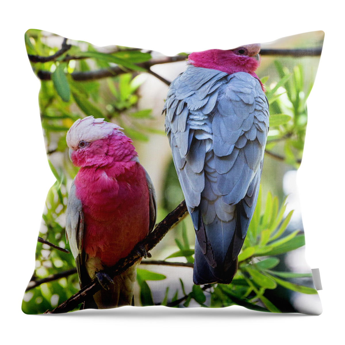 Pink Galahs Throw Pillow featuring the photograph Pink galahs by Sheila Smart Fine Art Photography