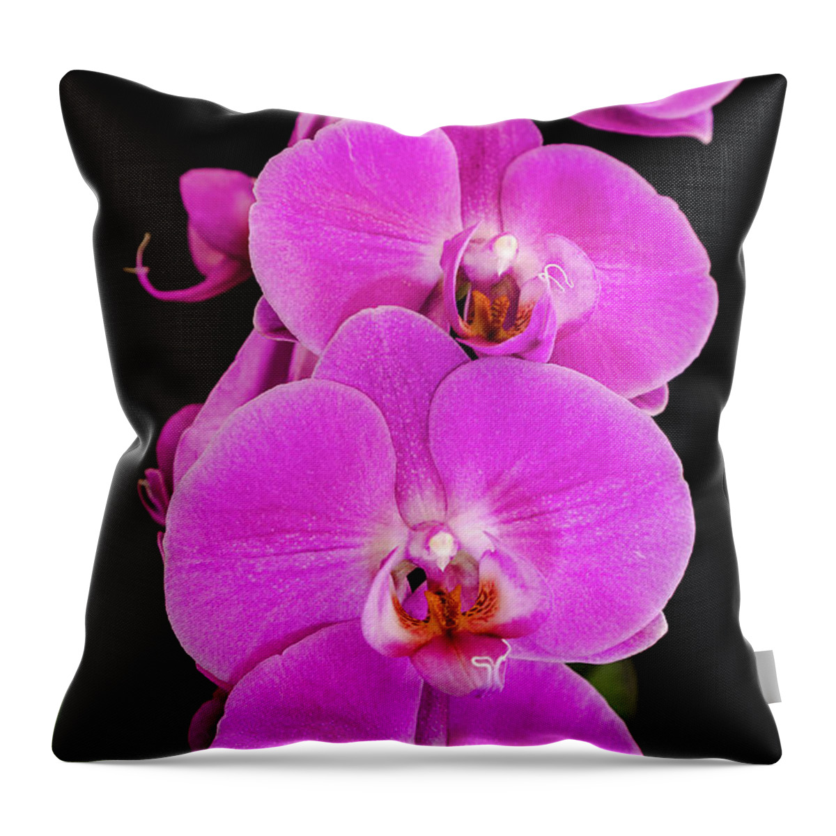 Pink Orchid Throw Pillow featuring the photograph Pink orchid against a black background by Andy Myatt