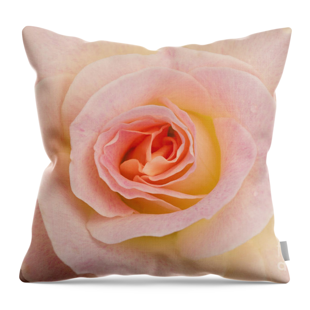 Rose Throw Pillow featuring the photograph Sweetness by Patty Colabuono