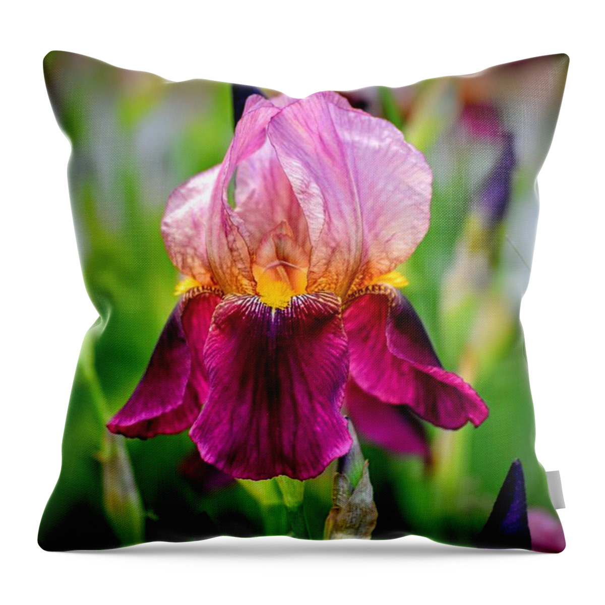 Pink Iris Throw Pillow featuring the photograph Pink Purple Iris by Michael Brungardt