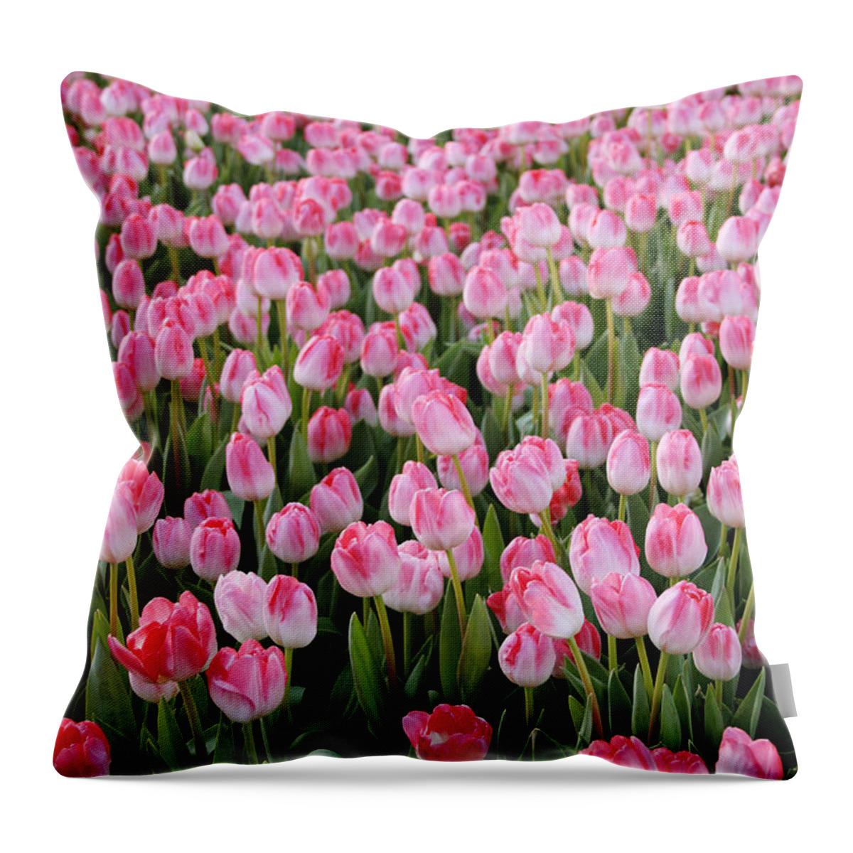Tulips Throw Pillow featuring the photograph Pink Tulips- photograph by Linda Woods