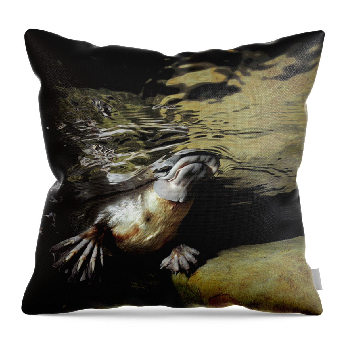 David Parer-cook Throw Pillow featuring the photograph Platypus Surfacing by David Parer and Elizabeth Parer-Cook
