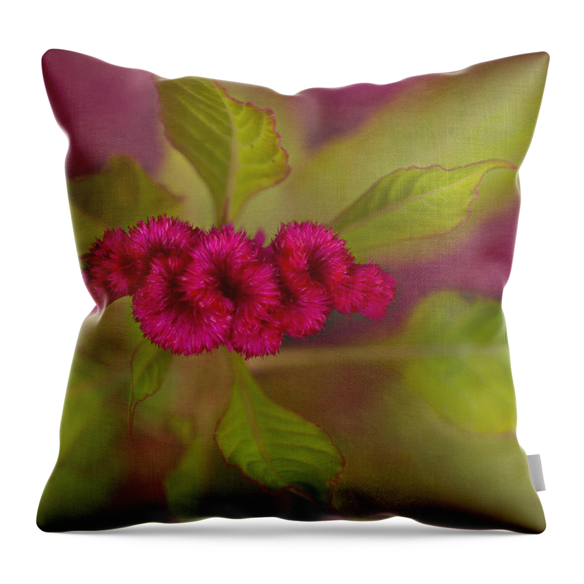 Plumed Cockscomb Flower Throw Pillow featuring the photograph Plumed Cockscomb by Marina Kojukhova