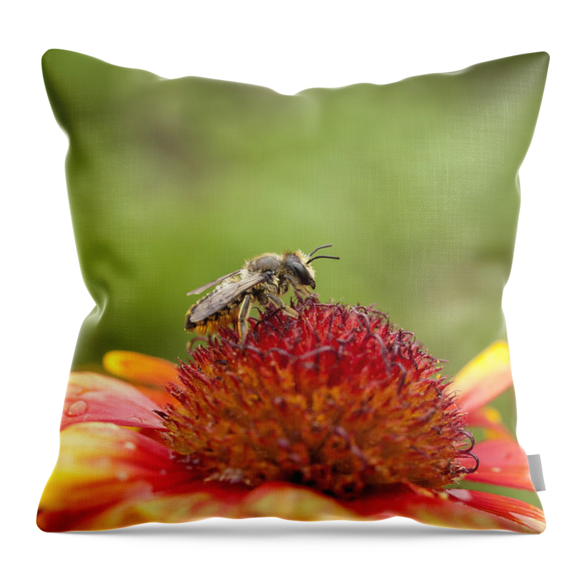 Bee Throw Pillow featuring the photograph Pollinator and Flower by Thomas Young