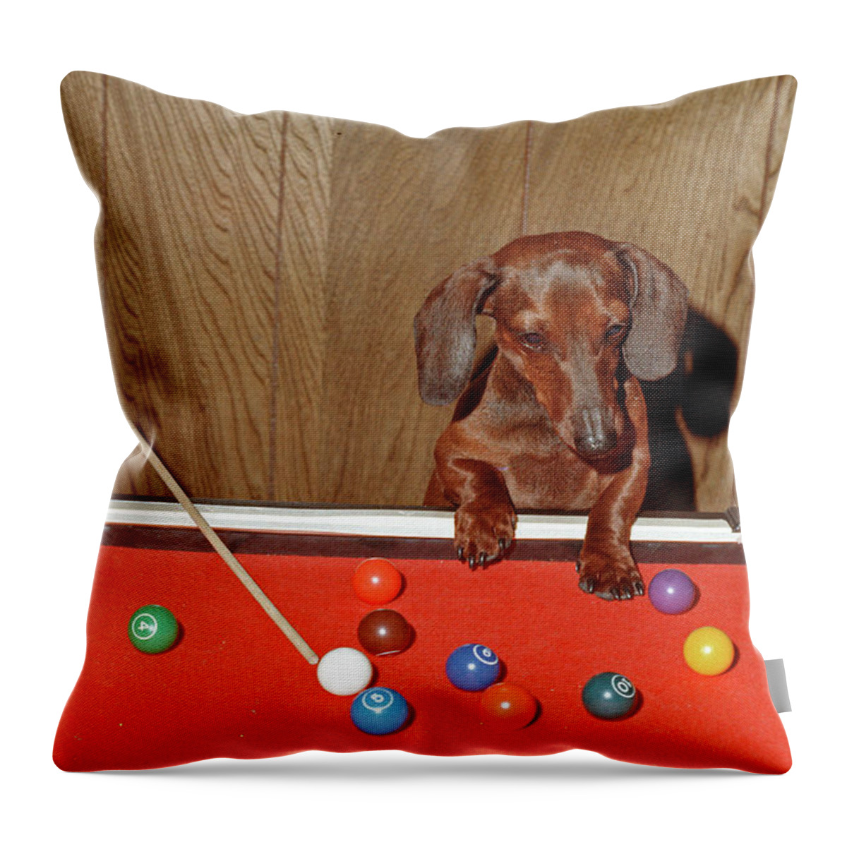Dog Throw Pillow featuring the photograph Pool Playing Dog by Ted Keller