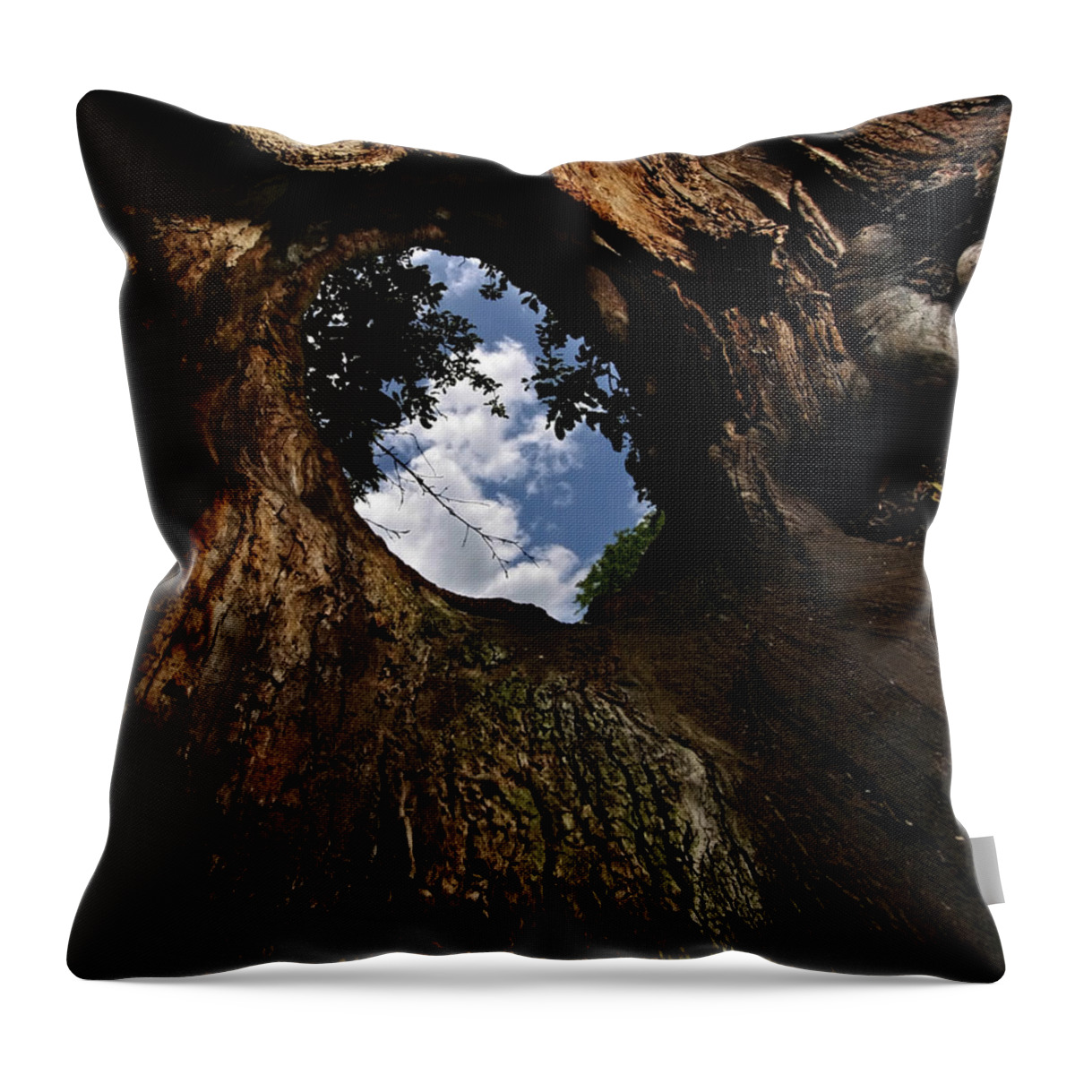 Tree Throw Pillow featuring the photograph Portal by Neil Shapiro