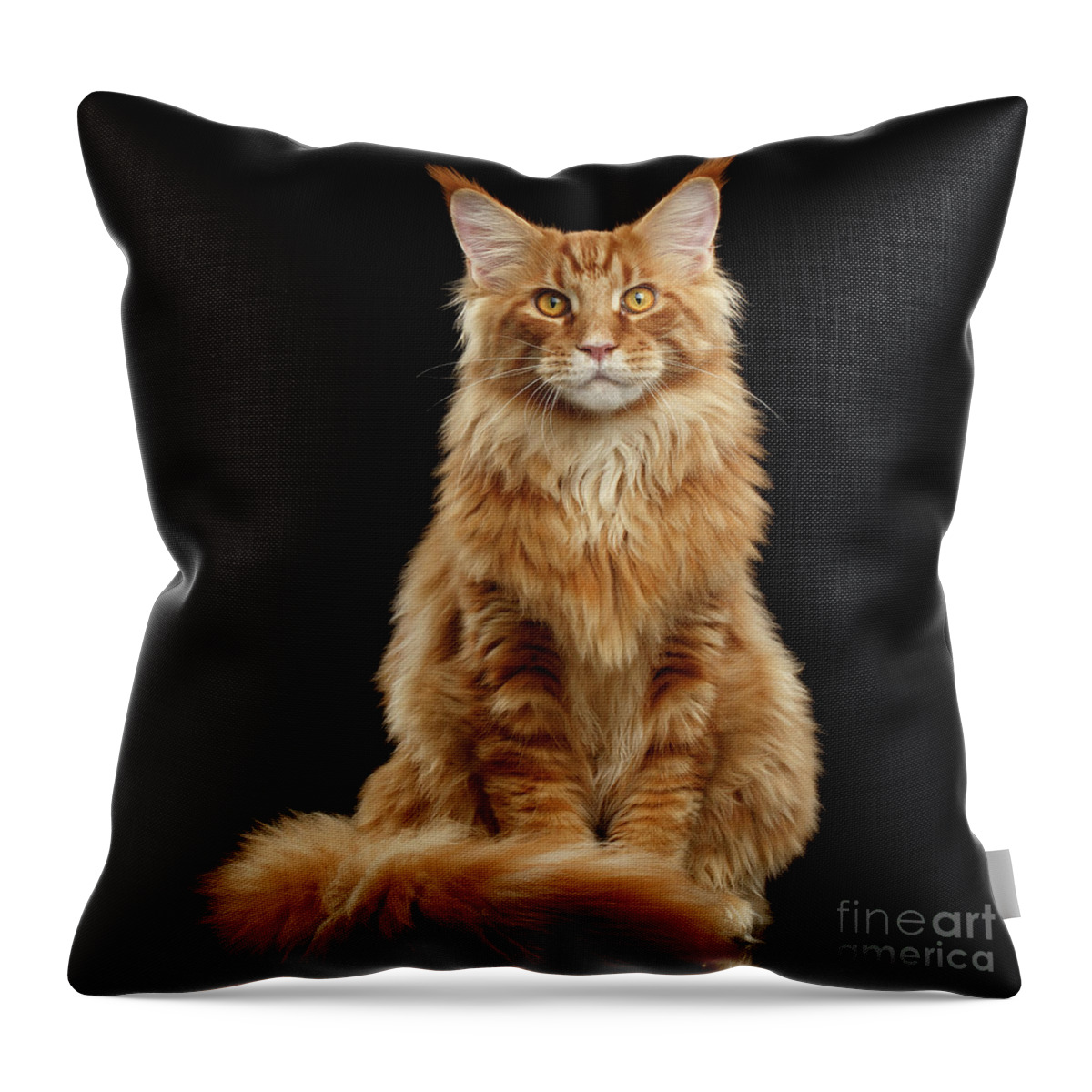 Angry Throw Pillow featuring the photograph Portrait of Ginger Maine Coon Cat Isolated on Black Background by Sergey Taran