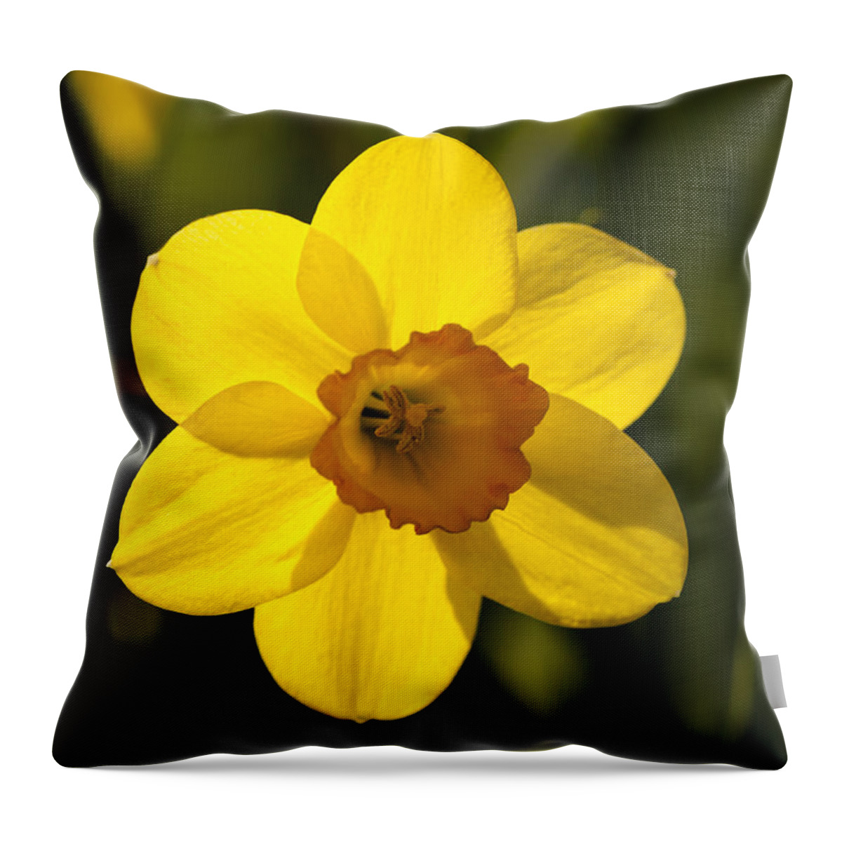  Throw Pillow featuring the photograph Projecting the Sun by Dan Hefle