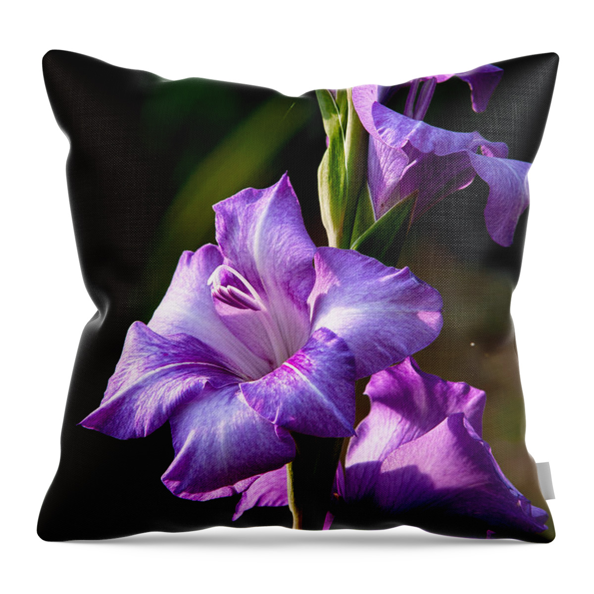 Gladiolas Throw Pillow featuring the photograph Purple Glads by Christopher Holmes