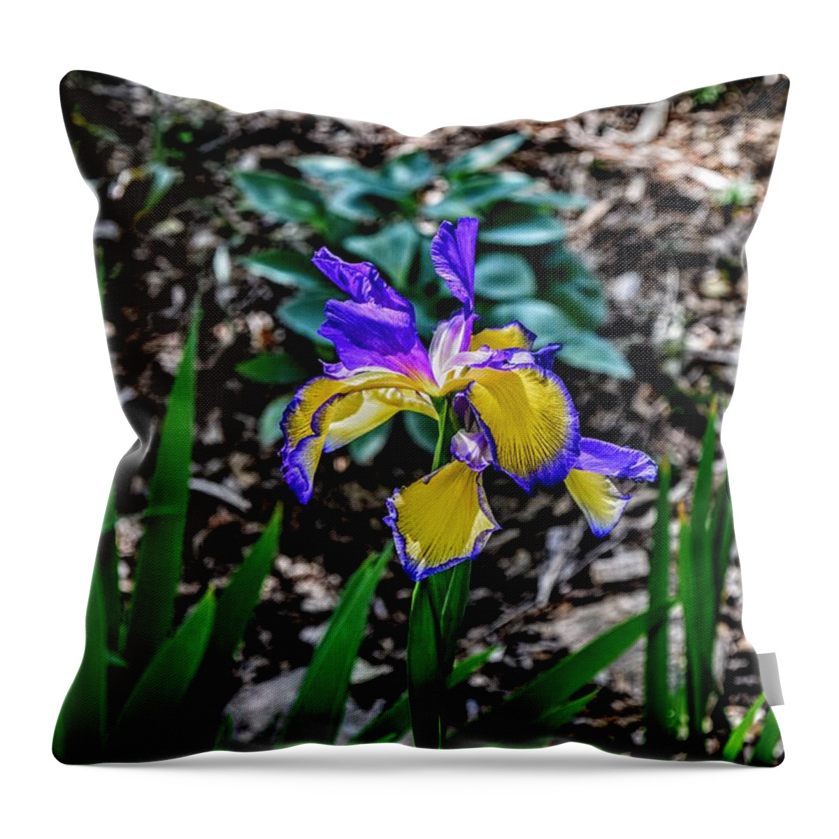 Purple Iris Throw Pillow featuring the photograph Purple Yellow Iris by Michael Brungardt