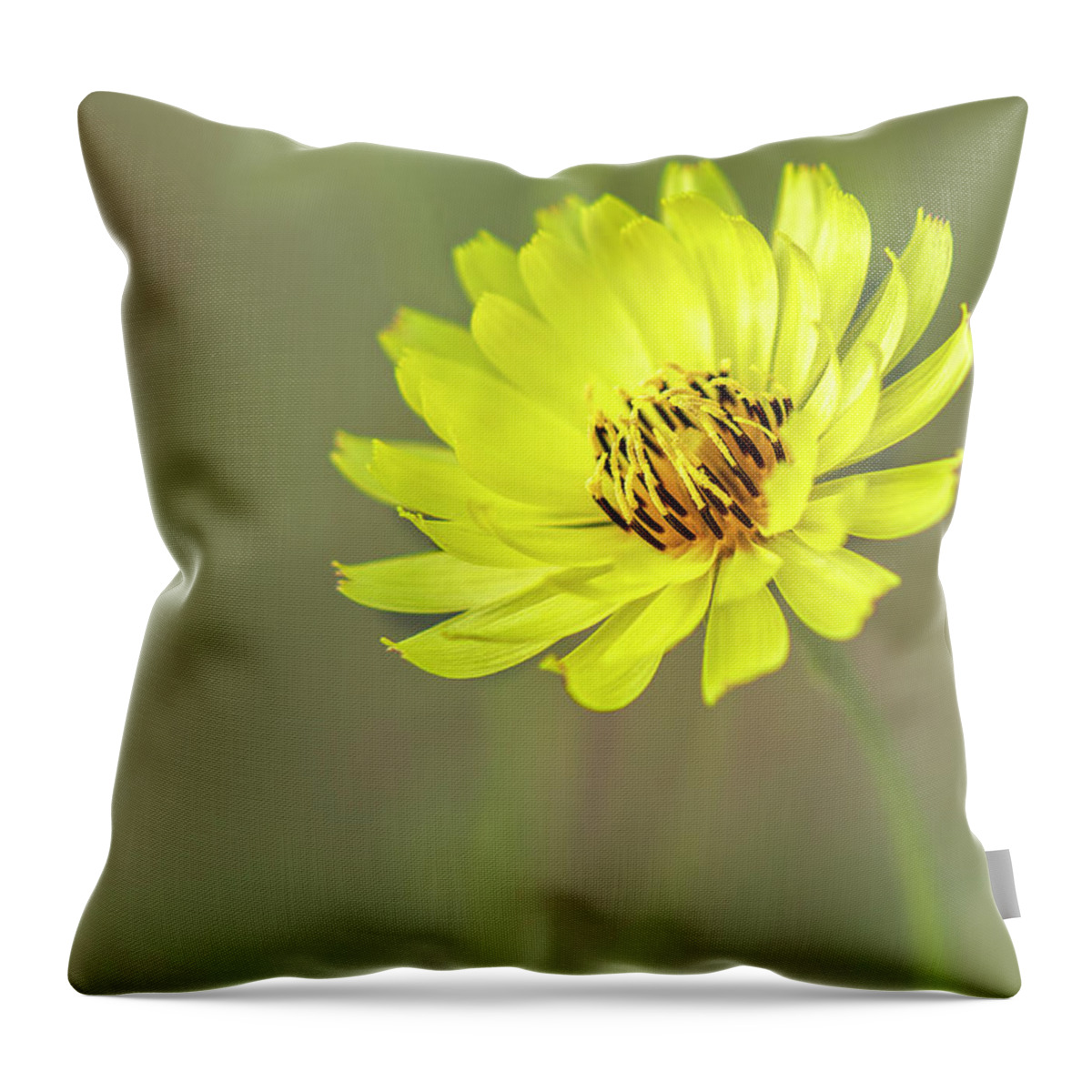 Asteraceae Throw Pillow featuring the photograph Putting my best face forward. by Usha Peddamatham