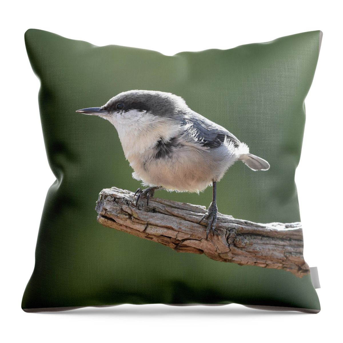 Nuthatch Throw Pillow featuring the photograph Pygmy Nuthatch by Ben Foster