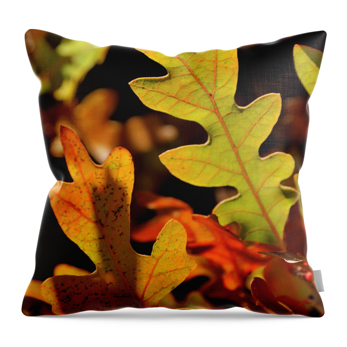 Nature Throw Pillow featuring the photograph Pygmy Oak II by Ron Cline