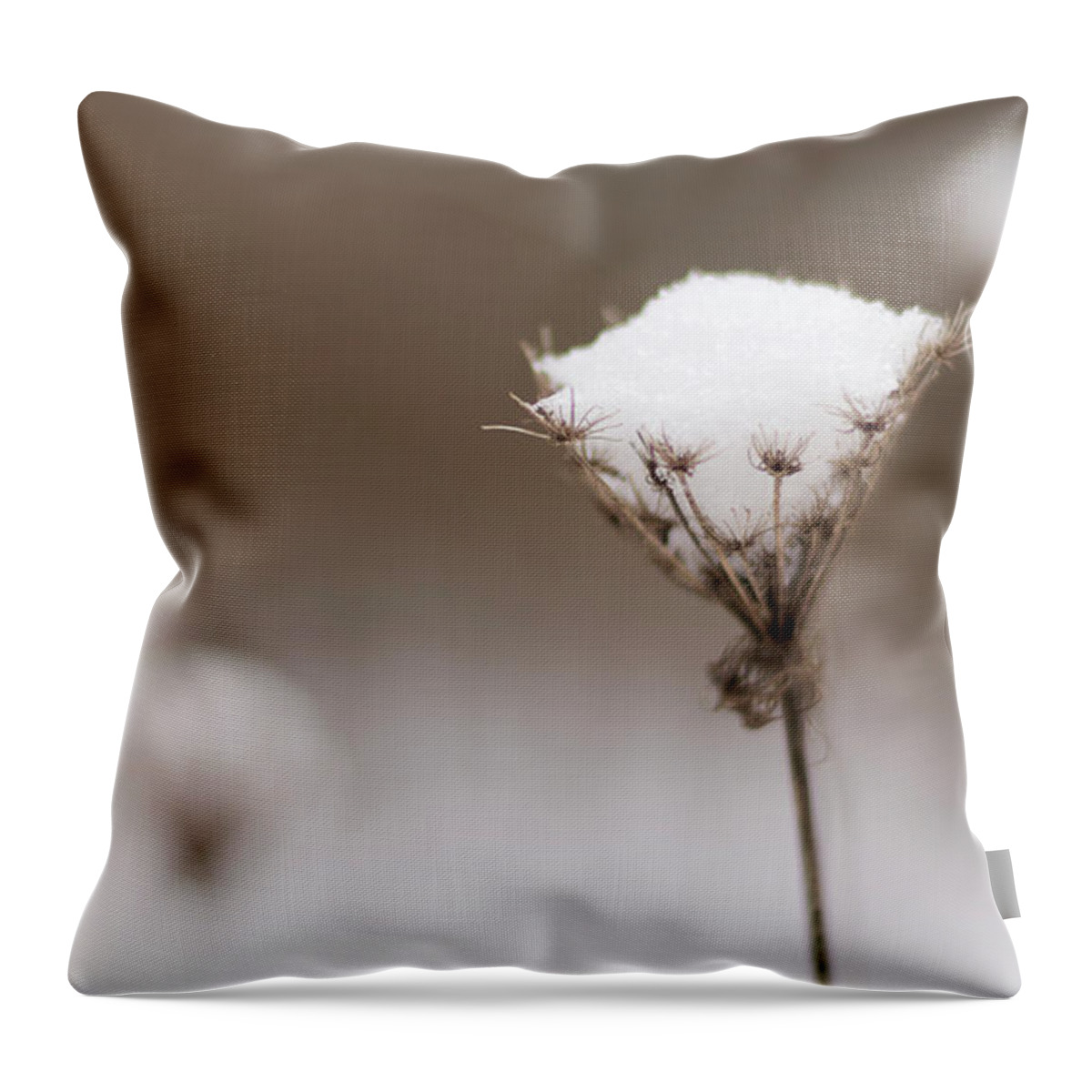 Wildflower Throw Pillow featuring the photograph Queen Anne in the Snow by Holly Ross