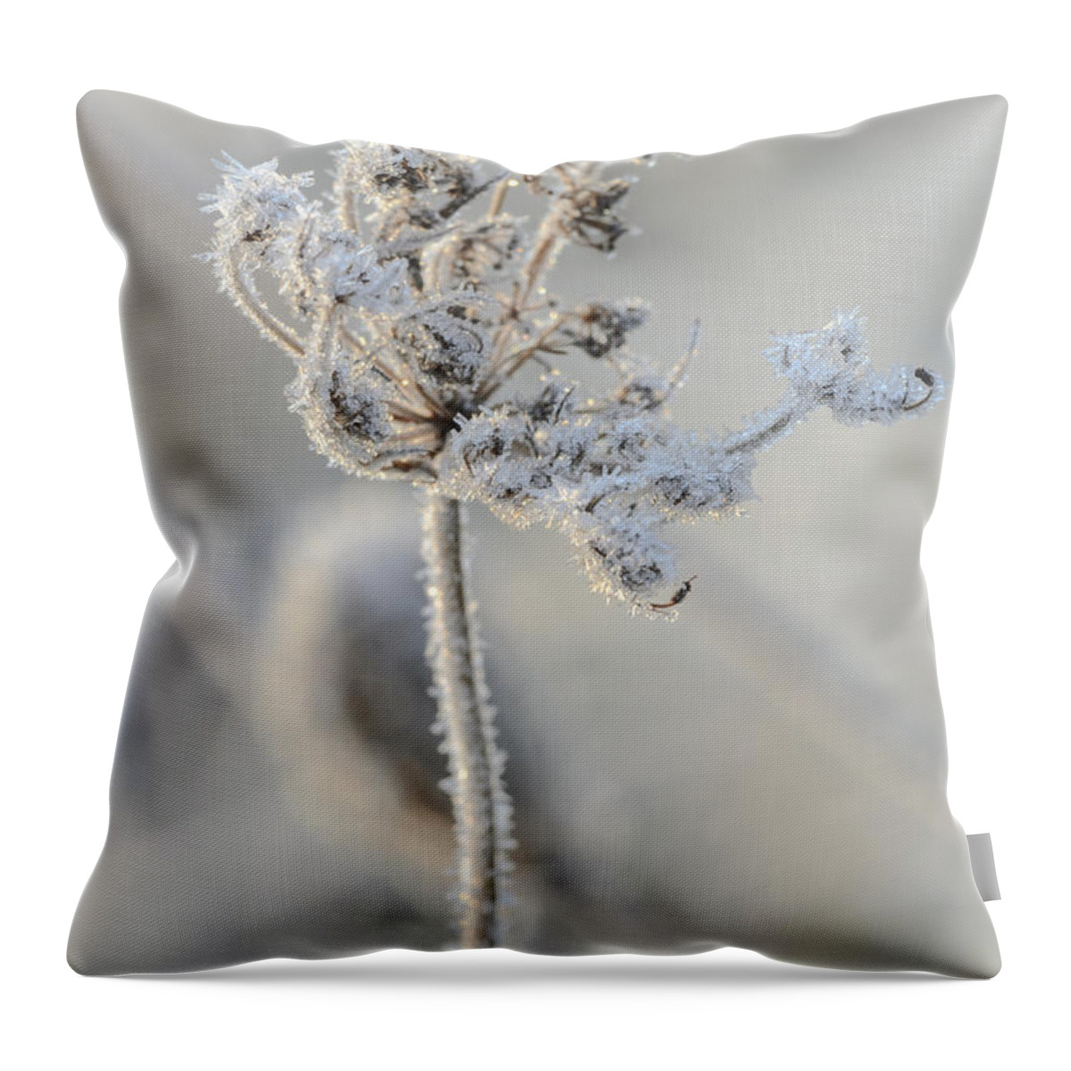 Queen Anne's Lace Throw Pillow featuring the photograph Queen Anne's Lace Covered in Frost by Tamara Becker
