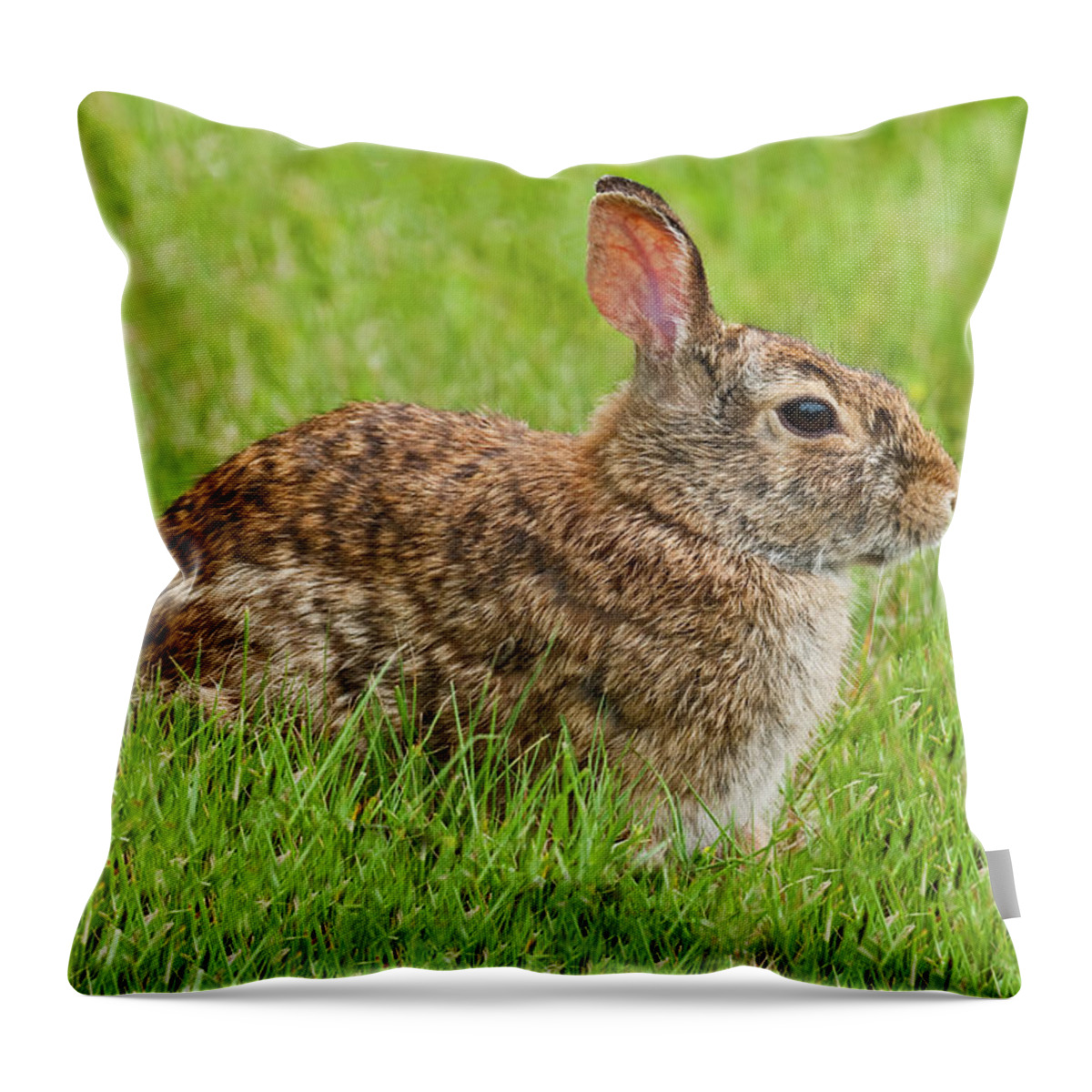 Animal Throw Pillow featuring the photograph Rabbit in a Grassy Meadow by Jeff Goulden