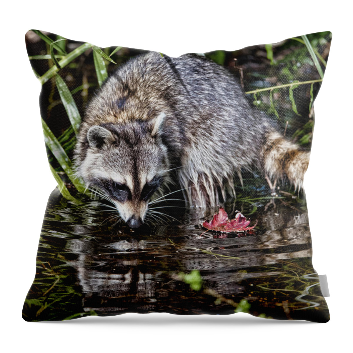 Raccoon Throw Pillow featuring the photograph Raccoon Feeding in Water Beside a Red Leaf by Artful Imagery
